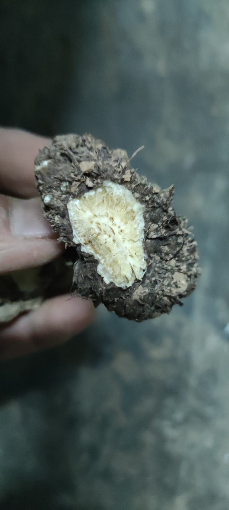 家种藁本（川芎）自然晾晒干，个子统货，茬子好！