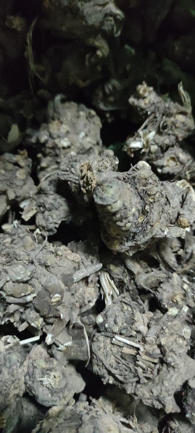 家种藁本（川芎）自然晾晒干，个子统货，茬子好！