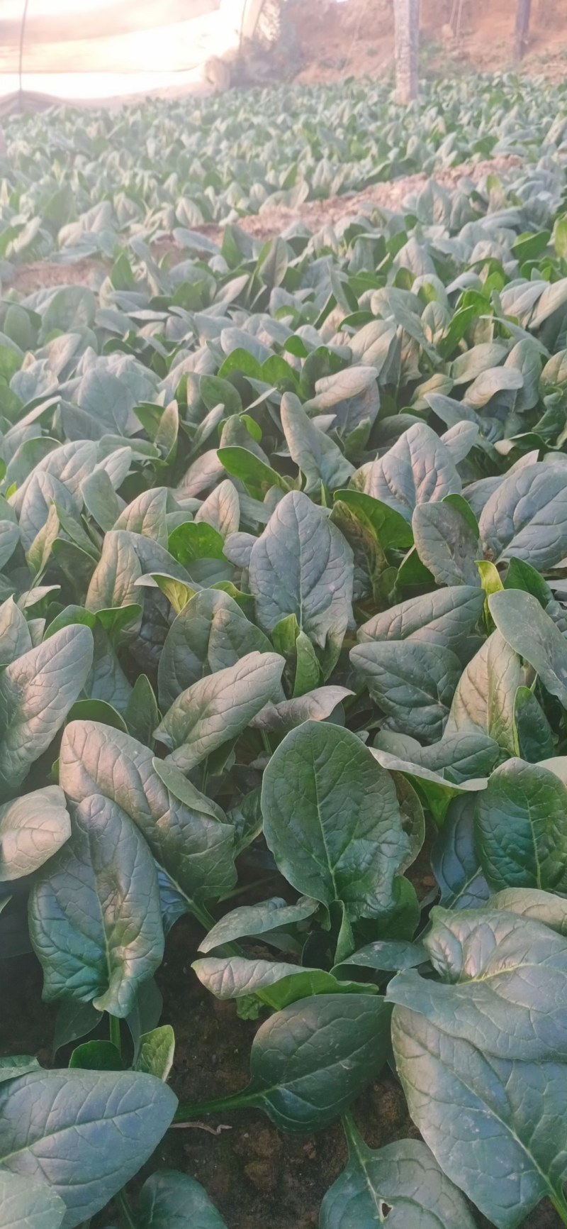 菠菜黑油亮圆叶20~25厘米，需要的联系，上货快，走货