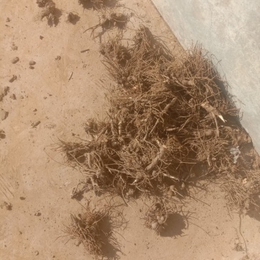 原产地陕西省宝鸡市陈仓区新街镇中药材块茎类北硃砂点苍术