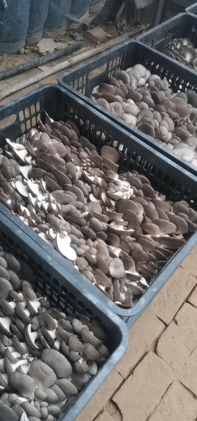 聊城【沙镇平菇蘑菇基地大量上市】量大从优，