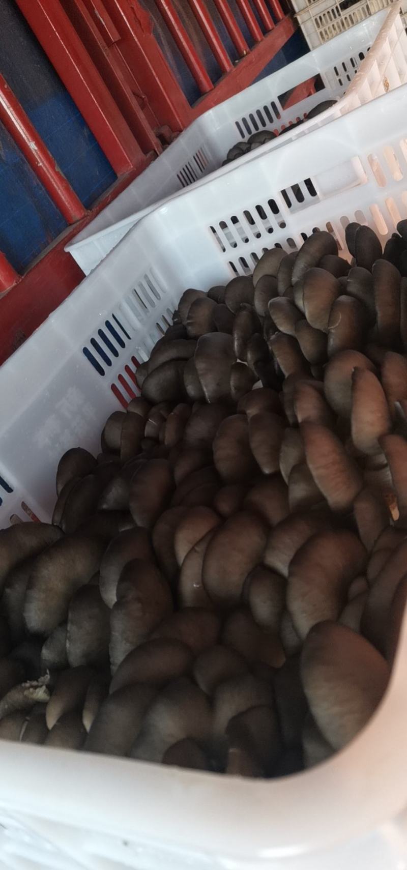 聊城平菇产区大量上市量大从优，需要的老板联系我