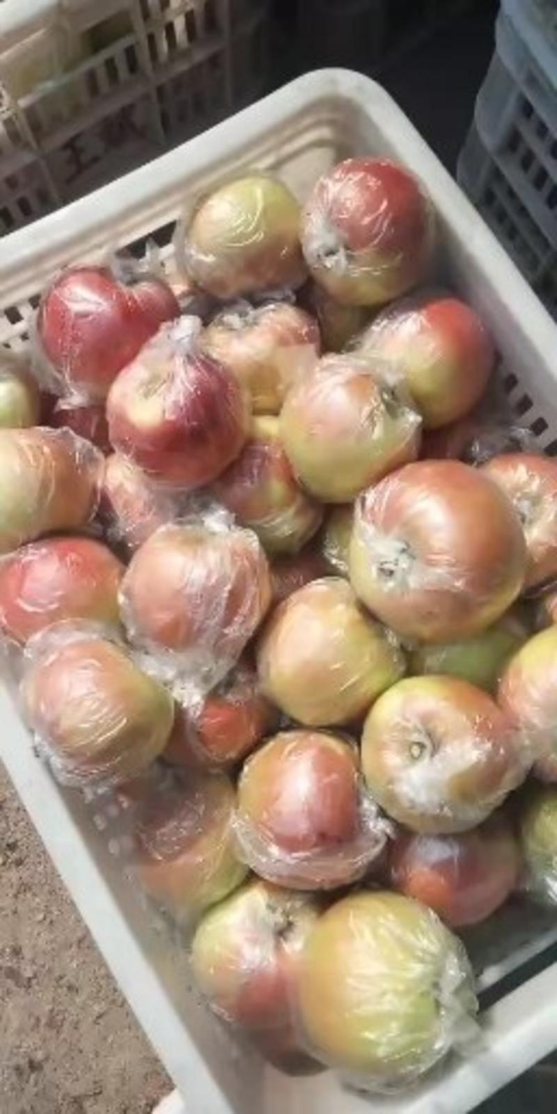 美八红露苹果80mm以上膜袋山东省沂水县大量供应