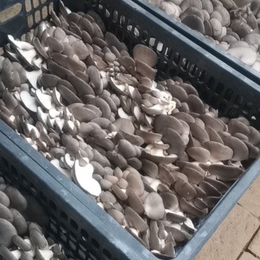 聊城平菇产区大量上市量大从优，需要的老板联系我