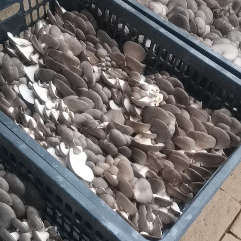 聊城平菇产区大量上市量大从优，需要的老板联系我