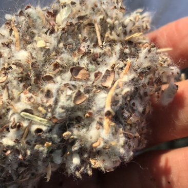 棉渣，平菇，草菇种植原材料江苏地区食用菌种植