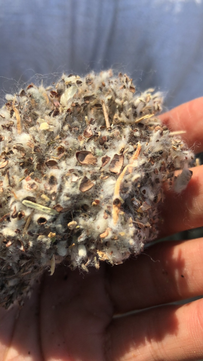 棉渣，平菇，草菇种植原材料江苏地区食用菌种植