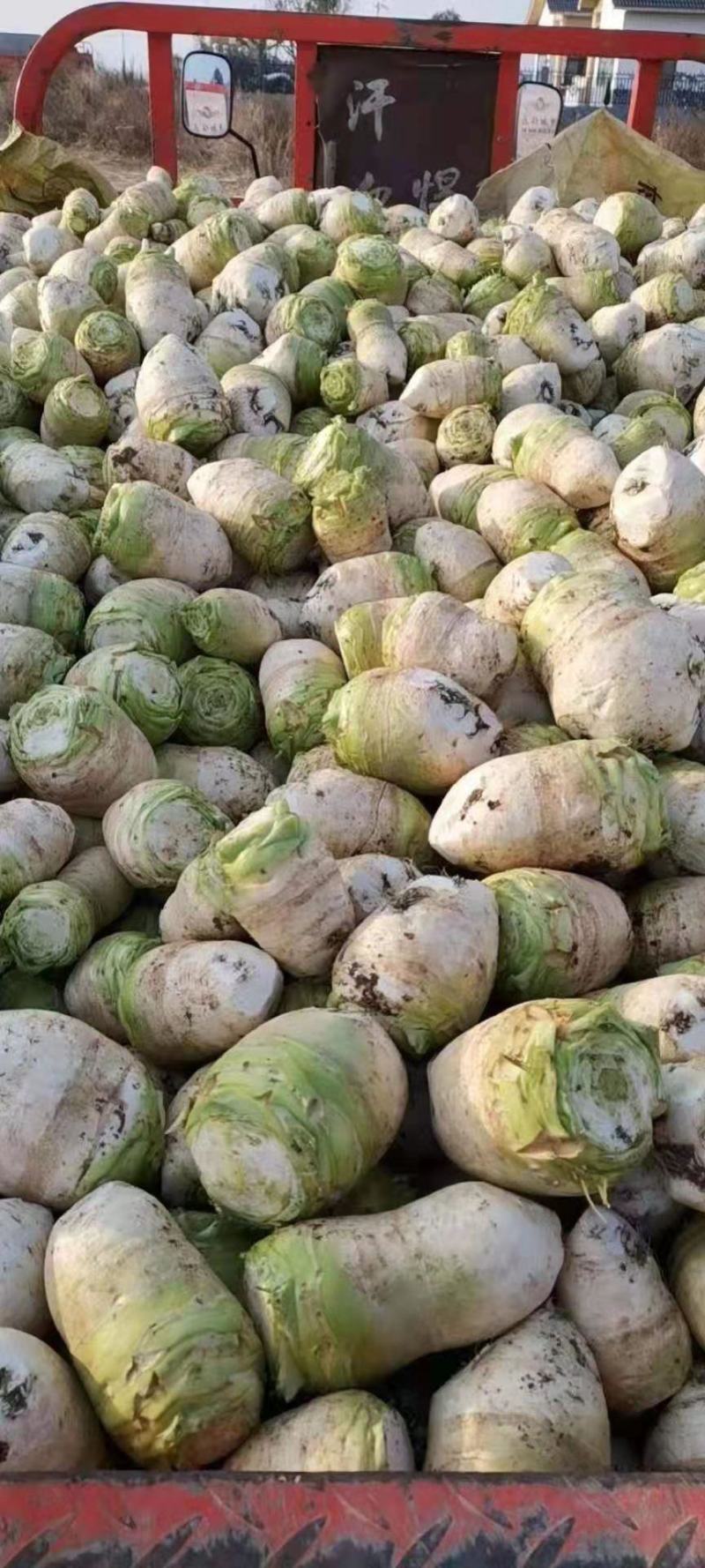四川大头菜，芥菜精品货，八辆起步大量有货，有需要的老板随