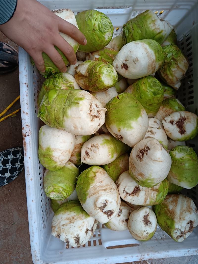 四川大头菜，芥菜精品货，八辆起步大量有货，有需要的老板随