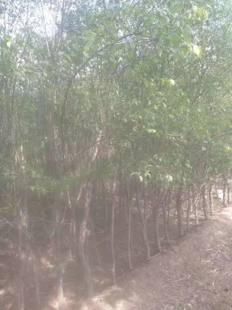山西晋中华北卫矛球出售欢迎选购，价钱便宜