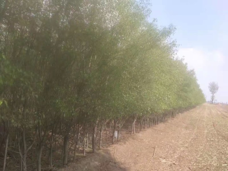 山西晋中华北卫矛球出售欢迎选购，价钱便宜