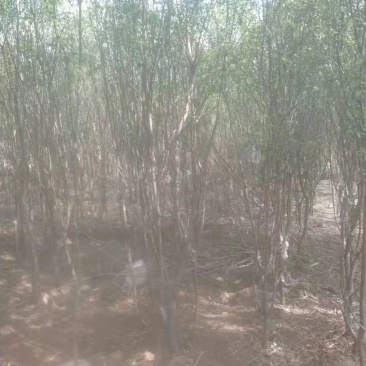 山西晋中华北卫矛球出售欢迎选购，价钱便宜