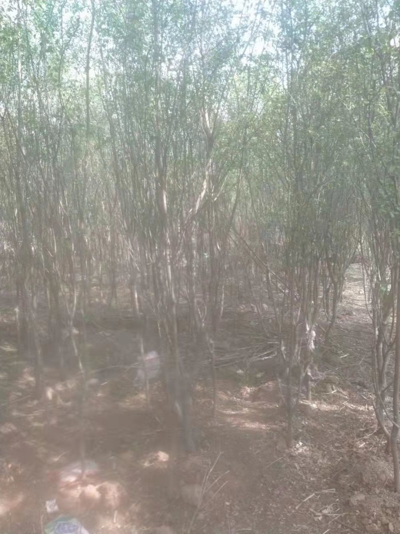 山西晋中华北卫矛球出售欢迎选购，价钱便宜