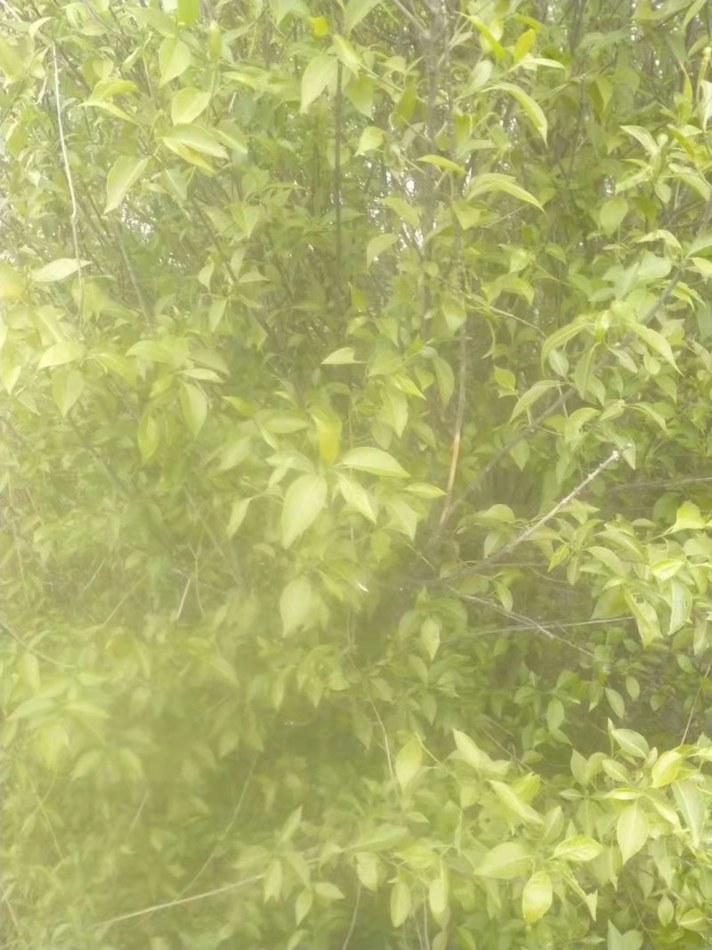 山西晋中华北卫矛球出售欢迎选购，价钱便宜