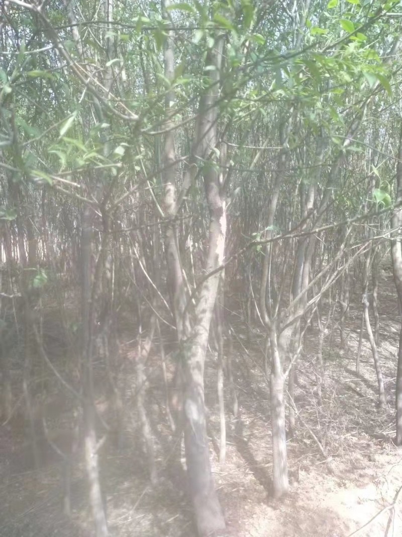 山西晋中华北卫矛球出售欢迎选购，价钱便宜