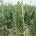 大叶黄杨柱，可视频看货，价格实惠，欢迎电话咨询