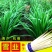 明星冬圣雪韭9号韭菜种子叶大肥宽冬春种植保护地用
