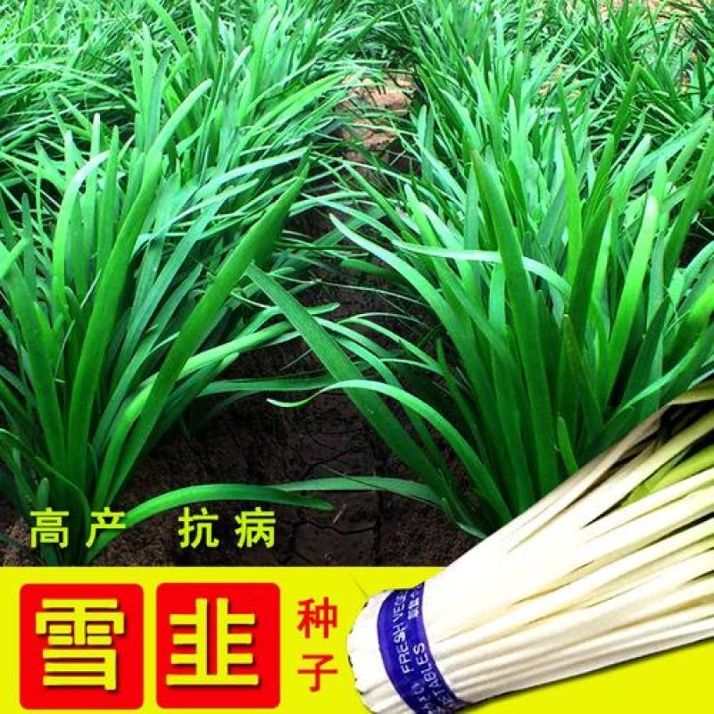 明星冬圣雪韭9号韭菜种子叶大肥宽冬春种植保护地用