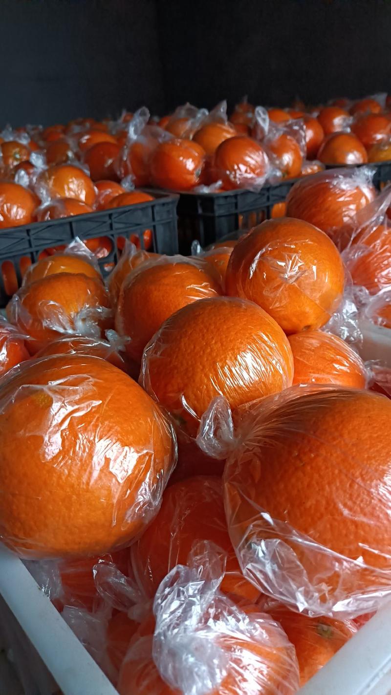 纽荷尔脐橙65起步，果子质量好大量有货，没有脱水