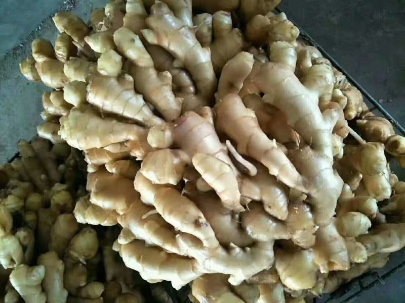 河南生姜，大黄姜批发基地生姜产地直供供应大量批发基地，