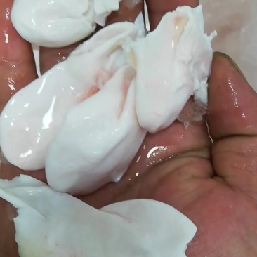 长期供应批发5斤装冻板清江鱼鮰鱼原料鱼泡。