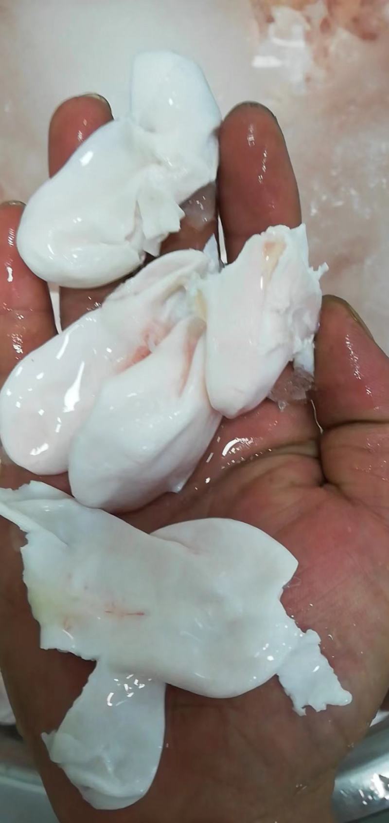 长期供应批发5斤装冻板清江鱼鮰鱼原料鱼泡。