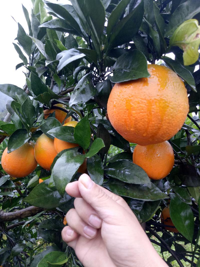 湘西纽荷尔脐橙大量供应，有需要的老板请直接联系