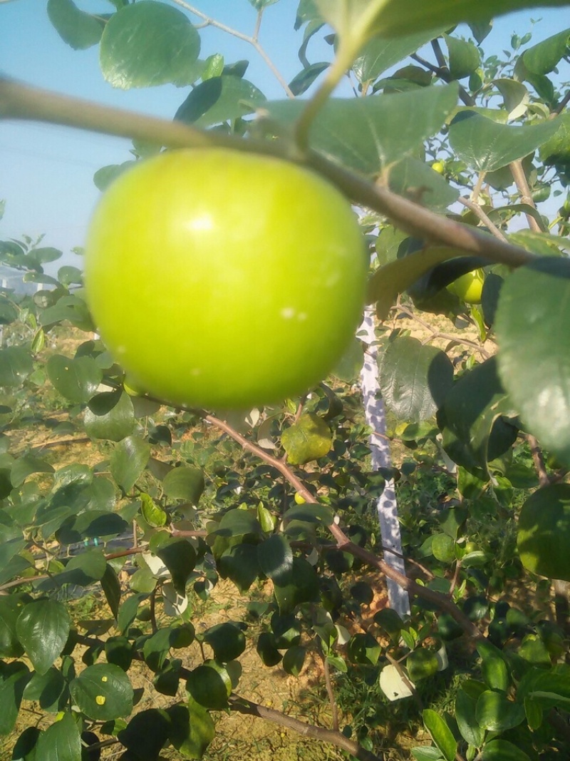 云南西双版纳.苹果枣大量上市对接市场超市电商加工厂