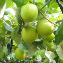 云南西双版纳.苹果枣大量上市对接市场超市电商加工厂