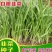 多年生德国131韮菜籽韭菜种子盆栽不休眠四季蔬菜