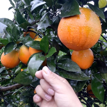 湘西纽荷尔脐橙大量供应，有需要的老板请直接联系