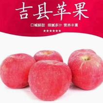 山西吉县红富士苹果商超批发市场均可供应支持一件