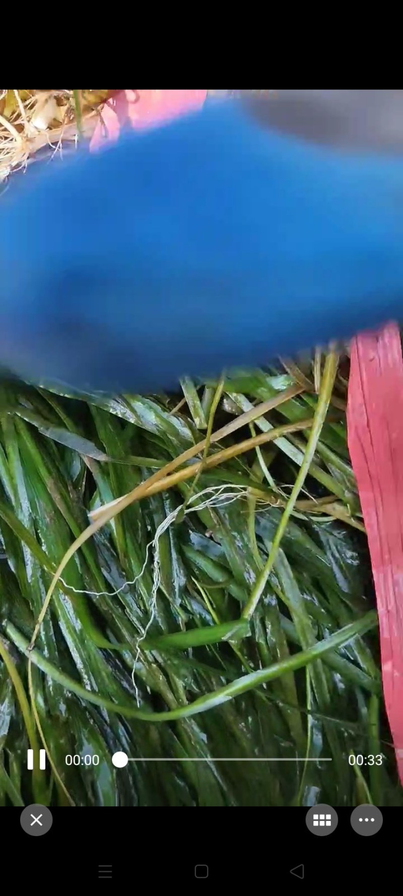 苦草