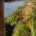 苦草