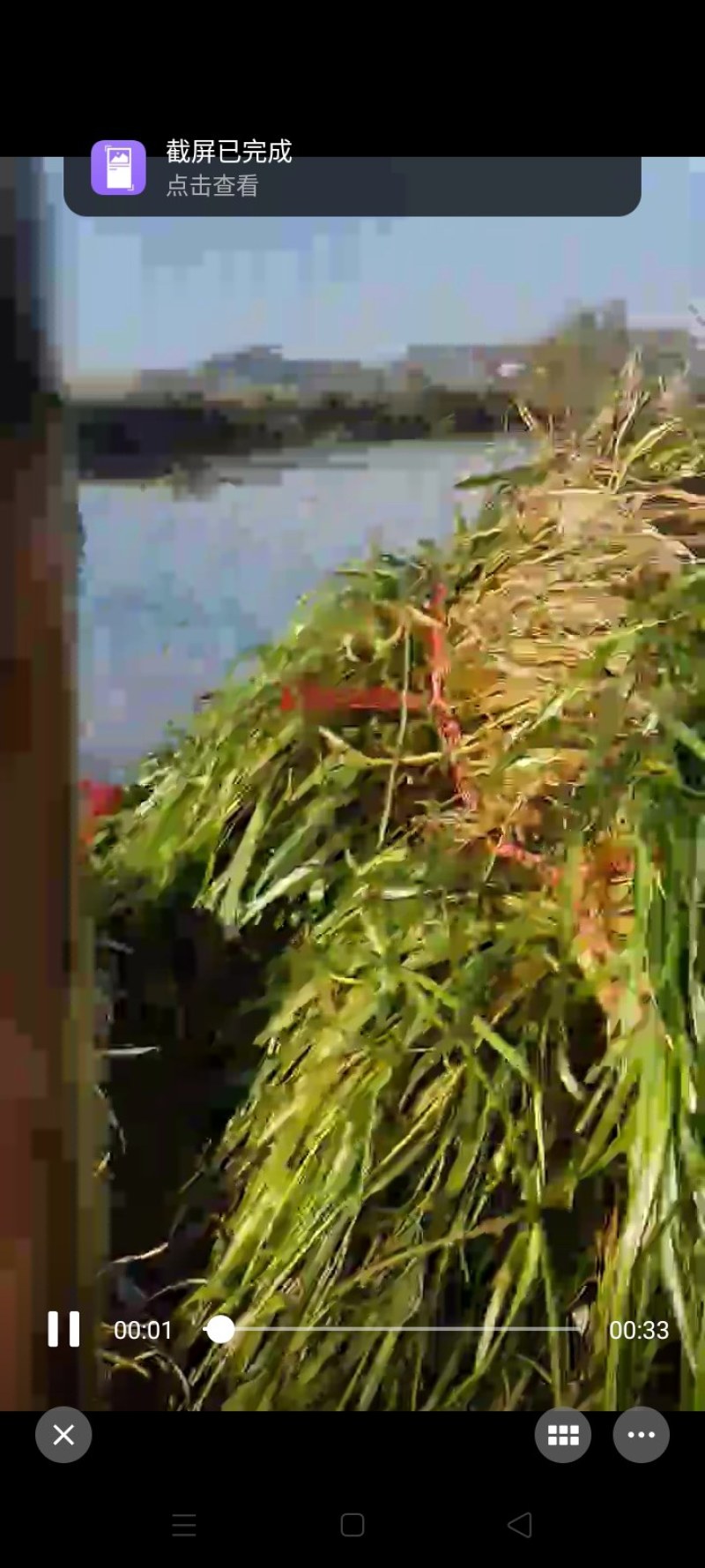 苦草