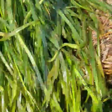 苦草