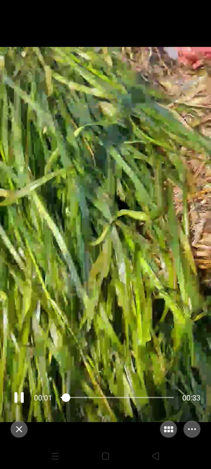 苦草