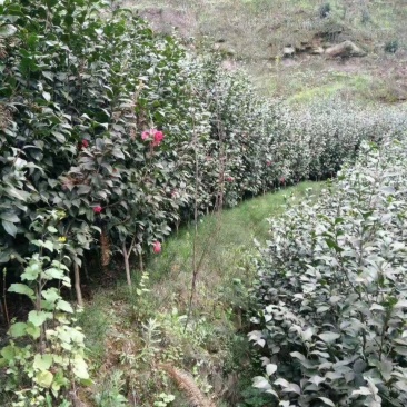 庭院景观山茶花