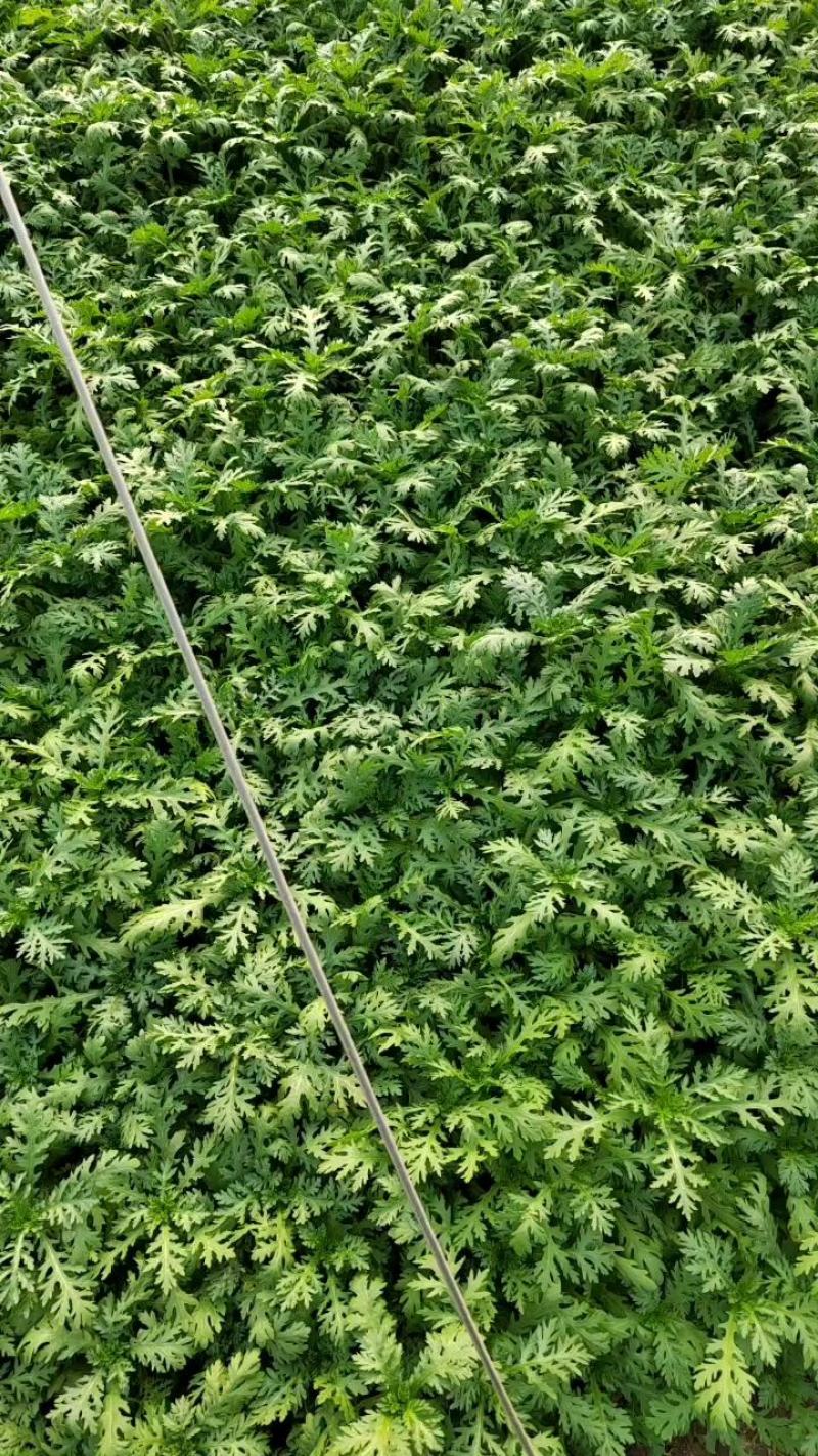 优质山东茼蒿质量保障视频看货诚信为本欢迎来电