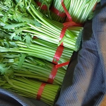 优质山东茼蒿质量保障视频看货诚信为本欢迎来电