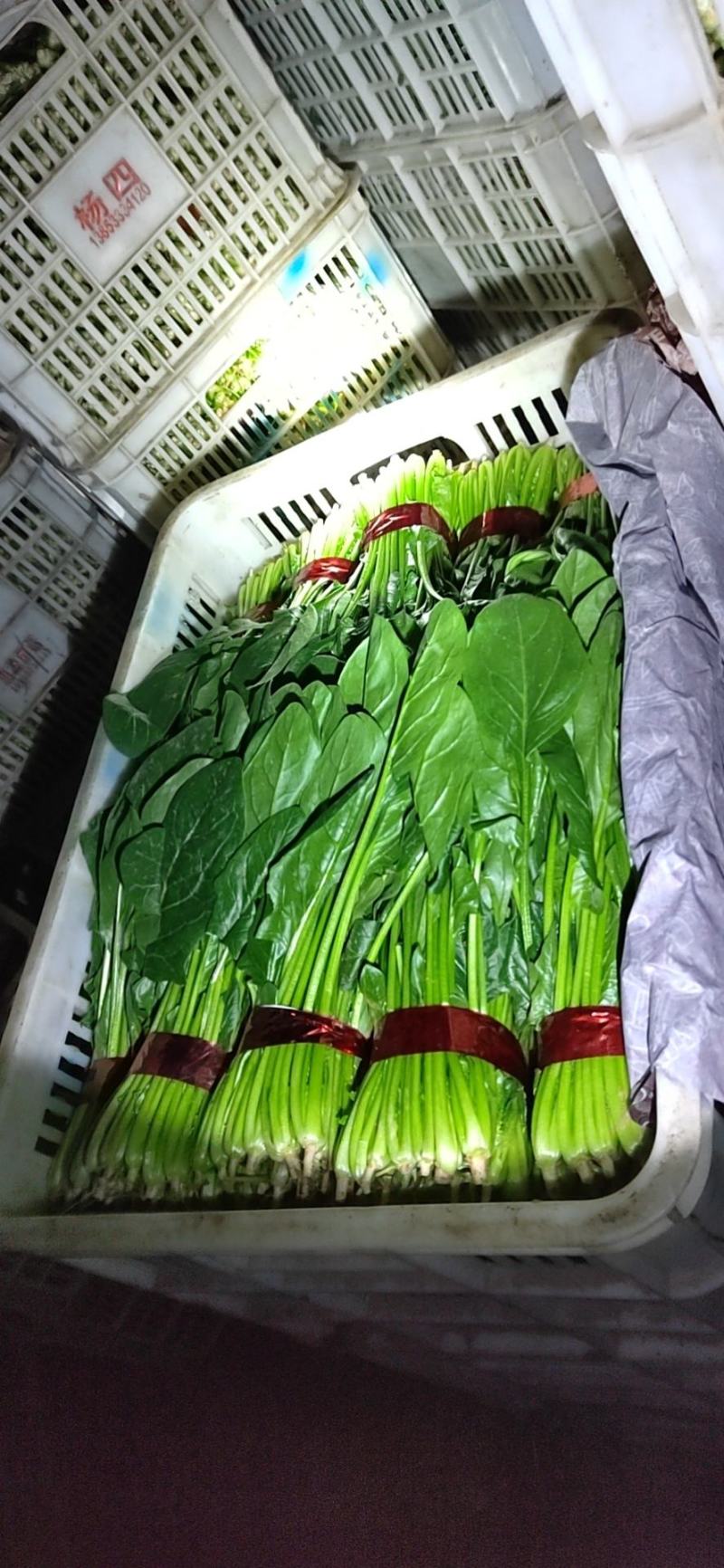 优质山东茼蒿质量保障视频看货诚信为本欢迎来电