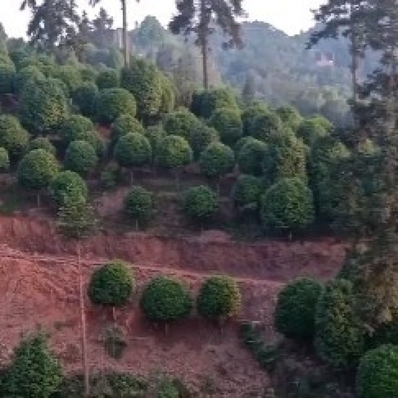 庭院景观山茶花