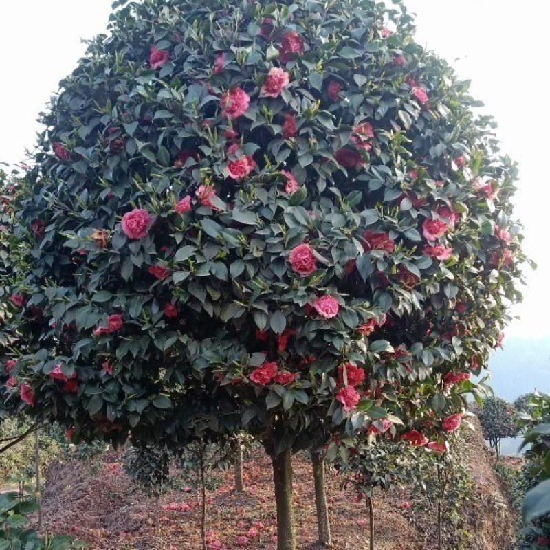 庭院景观山茶花