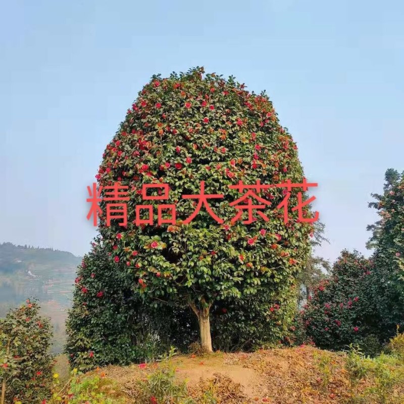 庭院景观山茶花