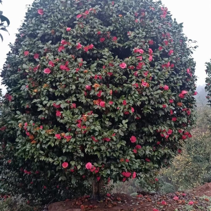 庭院景观山茶花