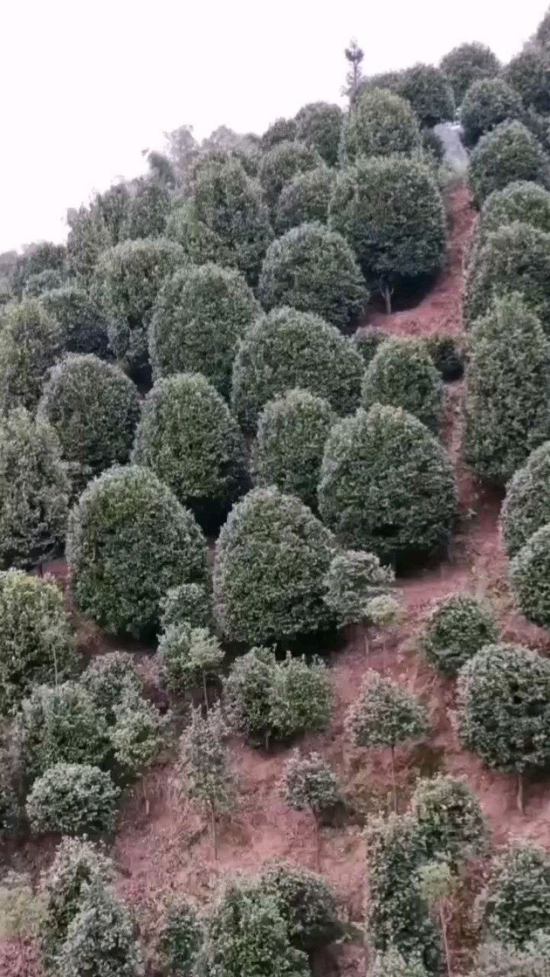 庭院景观山茶花
