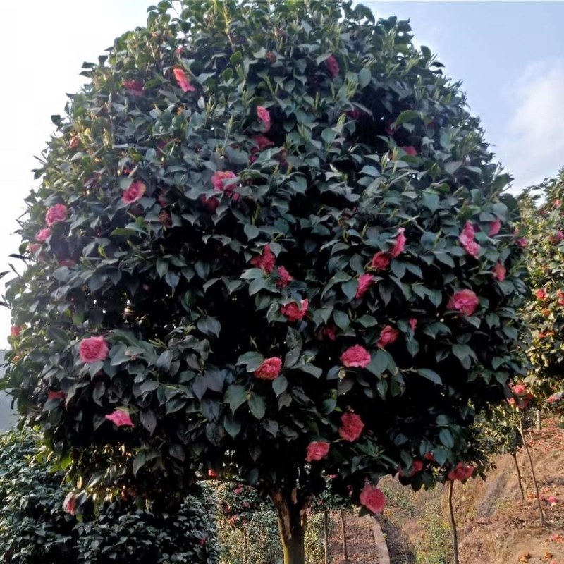 庭院景观山茶花