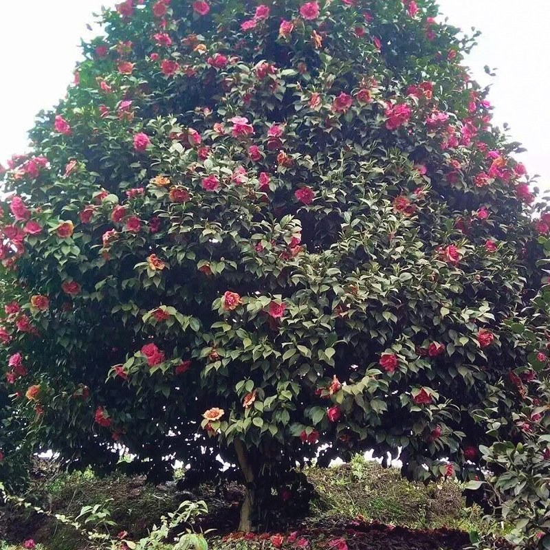 庭院景观山茶花