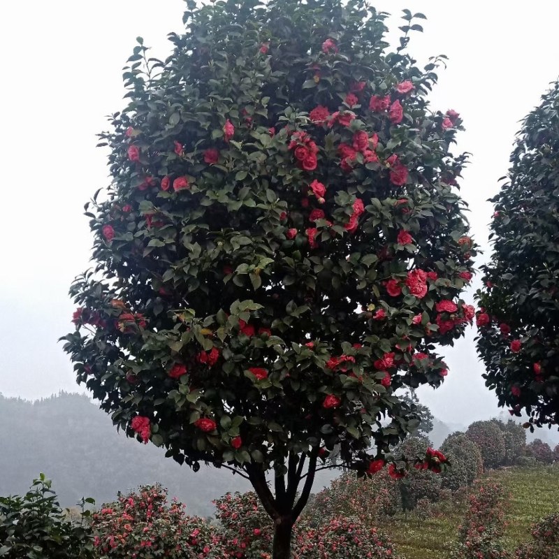 庭院景观山茶花