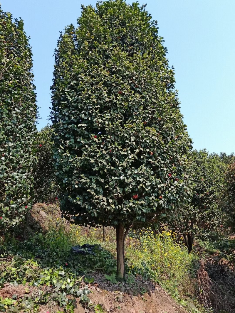 庭院景观山茶花